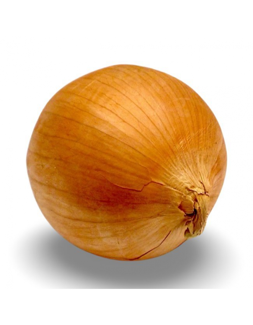 ONION - HOLLAND 100gm